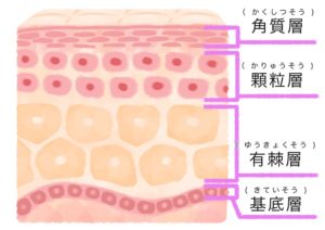 表皮の構造