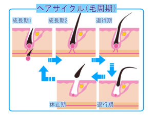 脇の毛周期