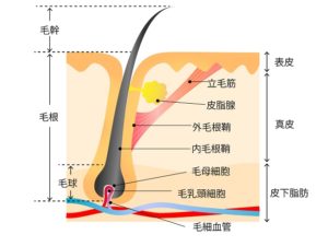 毛のしくみ