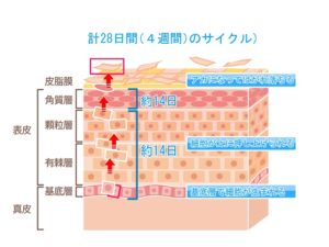 ターンオーバーの仕組み